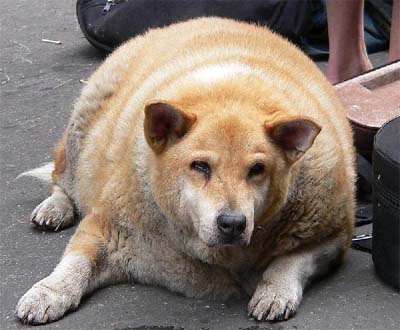 Fat Dog Picture